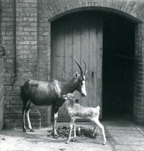 Un veau de blesbok avec sa mère au zoo de Londres, juin 1914