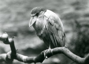 Un héron à bec de bateau, ou Boatbill, assis sur une branche au zoo de Londres, juin 1924