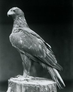 Un aigle botté debout sur une souche d