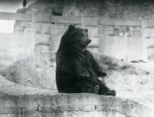 Un Ours brun assis dans son enclos au pied des Terrasses Mappin au Zoo de Londres, septembre 1921