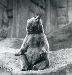 Un Ours Brun assis sur un rebord rocheux au Zoo de Londres en septembre 1927