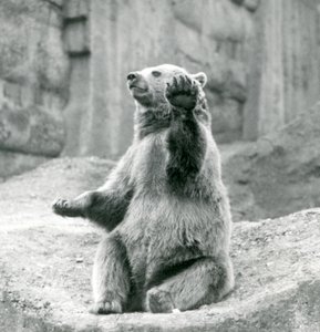 Un ours brun assis sur un rebord rocheux, agitant une de ses pattes avant, Zoo de Londres, septembre 1927
