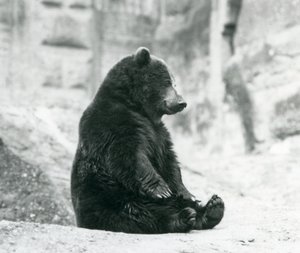 Un ours brun assis sur les rochers des terrasses Mappin, zoo de Londres, juin 1928