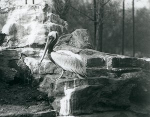 Un pélican brun debout sur des rochers au zoo de Londres en juin 1927 - Frederick William Bond