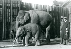 Un éléphant birman et son petit promenés par leur gardien, tandis que deux autres hommes regardent