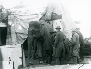 Un éléphant birman abrité partiellement sous une bâche sur le pont, avec un dresseur et quatre autres hommes, voyageant vers le Zoo de Londres en 1927 (photo n/b) - Frederick William Bond