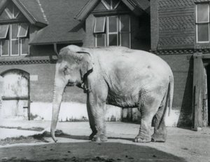 Un éléphant birman devant la maison des éléphants, zoo de Londres - Frederick William Bond