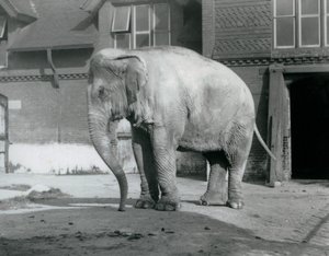 Un éléphant birman devant la Maison des Éléphants au Zoo de Londres en 1929 (photo n/b) - Frederick William Bond