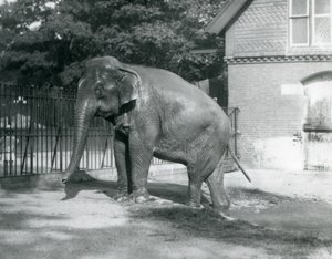 Un Éléphant Birman sortant d