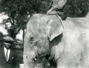 Un éléphant birman avec son dresseur et un autre homme, zoo de Londres, septembre 1926 - Frederick William Bond