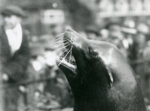 Un lion de mer de Californie au Zoo de Londres
