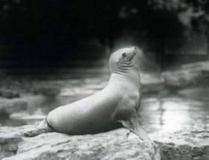 Une otarie de Californie assise sur un rocher près de son bassin, Zoo de Londres, septembre 1925 - Frederick William Bond