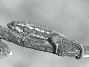 Un caméléon nain du Cap accroché à une branche, zoo de Londres, 1927 - Frederick William Bond
