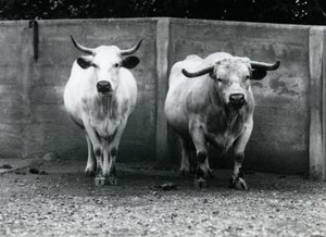 Un taureau et une vache Chartley au zoo de Londres, juillet 1924