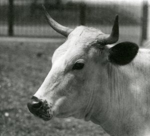 Une vache Chartley au Zoo de Londres, juillet 1924 - Frederick William Bond