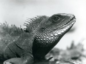 Un dragon d