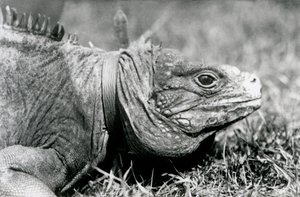 Un Iguane des rochers nuageux, Methuselah, portant un collier, marchant sur une pelouse au Zoo de Londres, juillet 1924 - Frederick William Bond