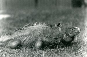 Un iguane des rochers nuageux, portant un collier, marchant sur une pelouse au zoo de Londres, juillet 1924