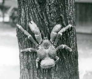 Un crabe de cocotier grimpant à un arbre, Zoo de Londres, juillet 1927 - Frederick William Bond