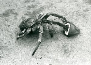 Un crabe de cocotier se nourrissant de noix de coco, Zoo de Londres, juillet 1927 - Frederick William Bond