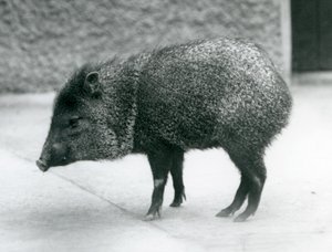 Un pécari à collier au zoo de Londres - Frederick William Bond