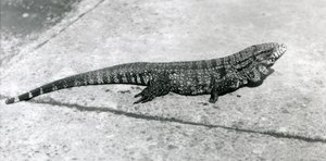 Un Tegu ou Lézard Tigre au Zoo de Londres en août 1926