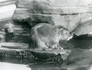 Un ragondin assis sur une corniche rocheuse dans une piscine de son enclos au Zoo de Londres, février 1928 (photo n/b) - Frederick William Bond
