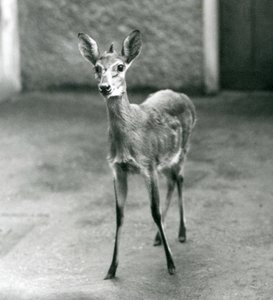 Un Céphalophe de Grimm couronné au zoo de Londres en août 1927 - Frederick William Bond