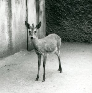 Un Duiker de brousse couronné d
