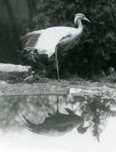 Une grue demoiselle debout, sur une patte, avec son reflet miroir dans le bassin en dessous, zoo de Londres - Frederick William Bond