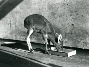 Un duiker se nourrissant d