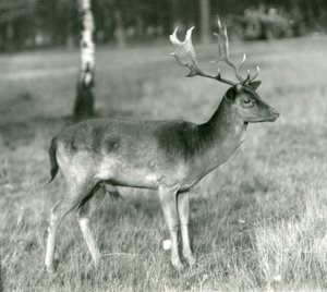 Un daim au Zoo de Londres en octobre 1924 - Frederick William Bond