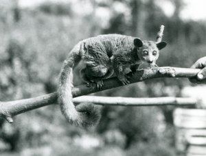 Un Galago marchant le long d