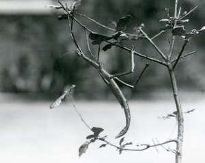 Un insecte bâton géant camouflé sur une branche au Zoo de Londres en 1923 - Frederick William Bond