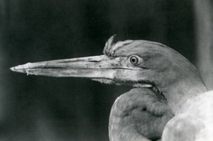 Un Héron Goliath au Zoo de Londres en 1924 - Frederick William Bond