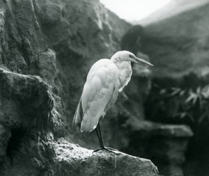 Un grand héron blanc debout sur un rocher au zoo de Londres en septembre 1927