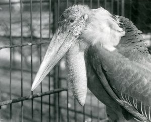 Un grand marabout au zoo de Londres en juillet 1925
