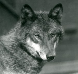 Un loup gris au zoo de Londres, 1925