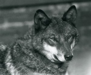 Un loup gris au zoo de Londres, 1925 - Frederick William Bond