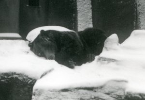 Un grizzly endormi dans la neige, Zoo de Londres, 1924 - Frederick William Bond
