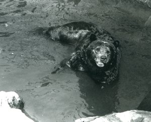 Un grizzly se baigne dans sa piscine au zoo de Londres en 1924 - Frederick William Bond