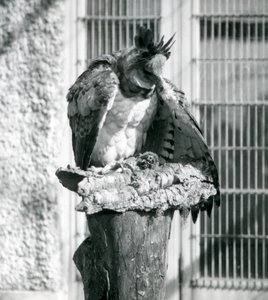 Un aigle harpie au zoo de Londres, avril 1914 - Frederick William Bond