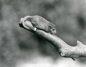 Un muscardin sur une branche, Zoo de Londres - Frederick William Bond