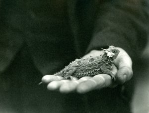 Un lézard cornu repose dans la main de son gardien, zoo de Londres, avril 1923 - Frederick William Bond