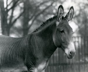 Un zèbre hybride au Zoo de Londres en juillet 1924 - Frederick William Bond