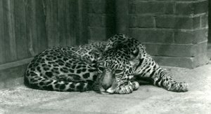 Un jaguar se reposant au zoo de Londres en juin 1924 - Frederick William Bond