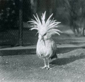 Un Kagu ou Cagu déployant ses plumes de crête au zoo de Londres, juin 1921