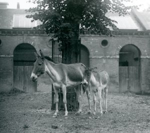 Un kiang et son poulain debout sous un arbre dans leur paddock, zoo de Londres, août 1927 - Frederick William Bond