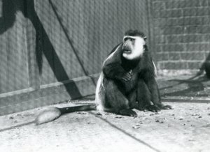 Un singe colobe noir et blanc Kikuyu assis dans son enclos au Zoo de Londres en juillet 1925 - Frederick William Bond