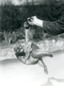 Un kinkajou suspendu au doigt d